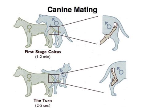 sex in dogs|Dog Reproduction: Understanding the Process of Canine